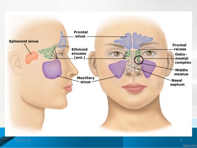 Alka seltzer intense sinus congestion and cough instructions signs and symptoms and signs and symptoms of sinus stress