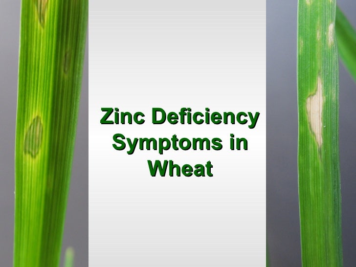 Global Vision on Zinc