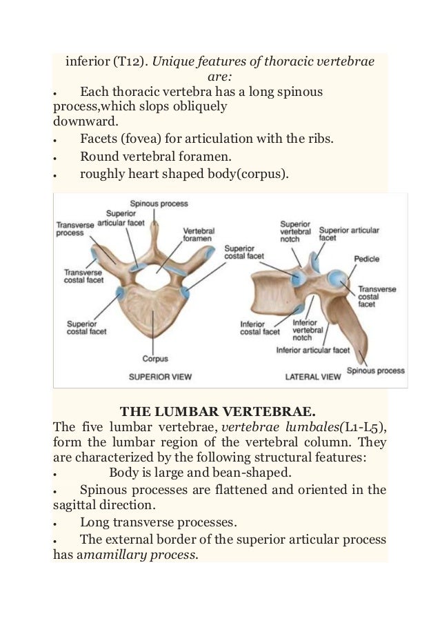 OSTEOLOGY OF THE VERTEBRAE