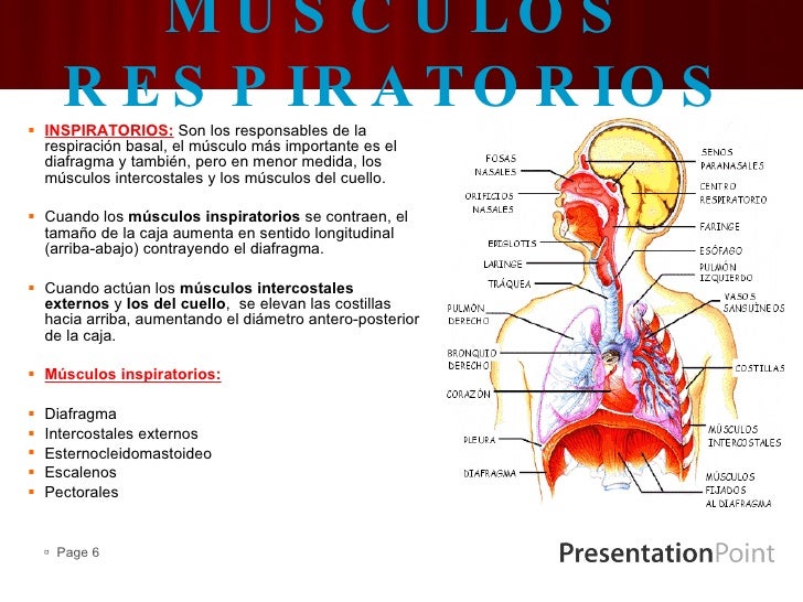 Mecanica De La Respiracion Y Musculos Pulmonares