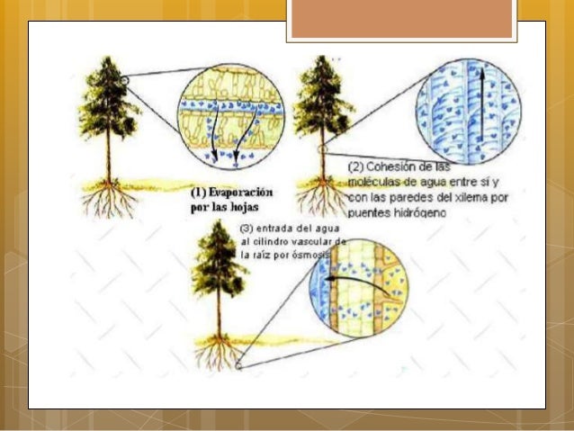 Mecanismos de absorción de agua en las plantas