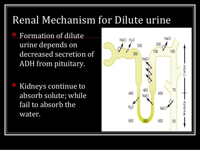 formation of urine formation of urine
