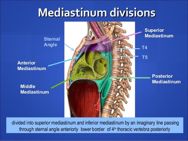 Superior Mediastinum Boundaries