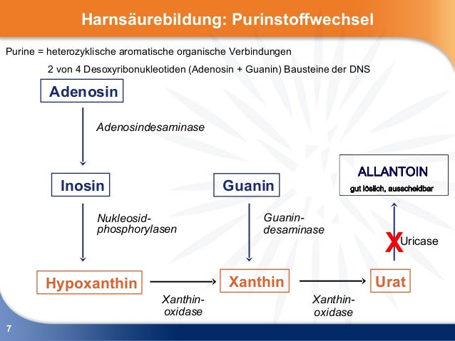 harnsäure diät