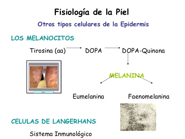 Resultado de imagen de síntesis de la melanina