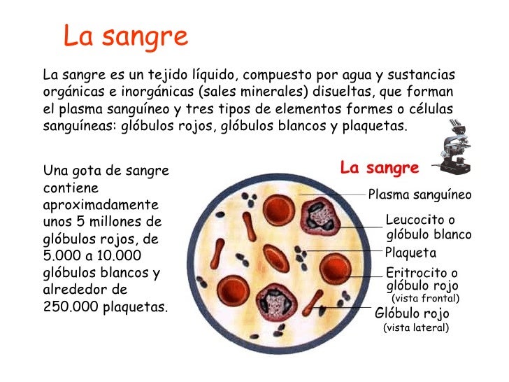 Resultado de imagen de la sangre