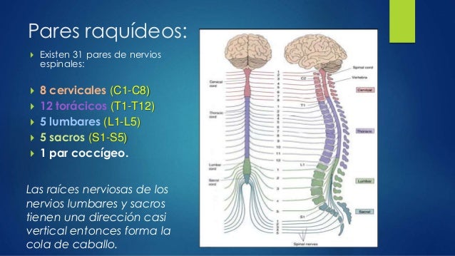 No conoces los pares craneales? pásate lince