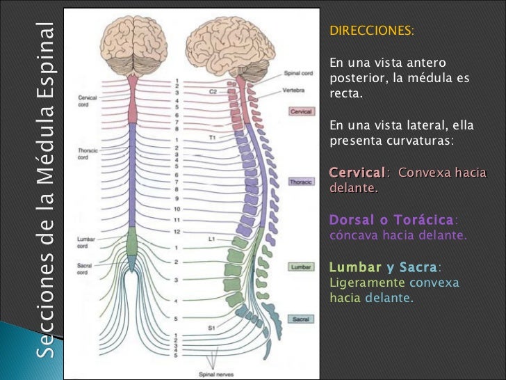 Caracteristicas Y Funciones De La Medula Espinal es.slideshare.net