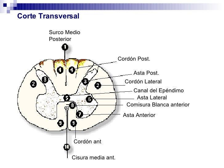 Asta Lateral De La Medula Espinal