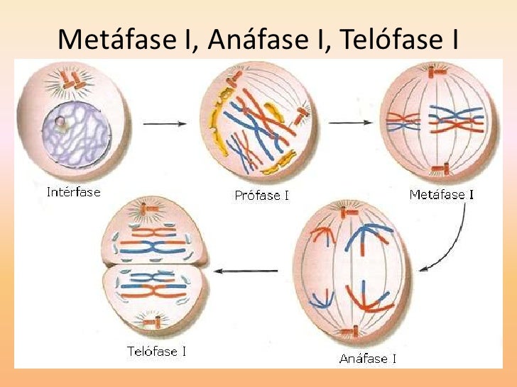 mitosis anafase profase metafase anafase telofase mitosis anafase profase metafase anafase telofase