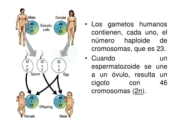 Meiosis