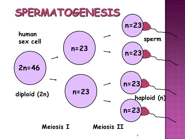 Meiosis gamete production with turning point