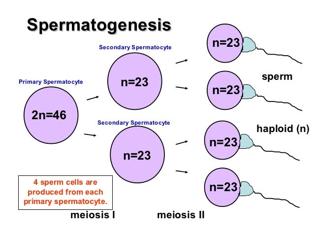 Meiosis ppt