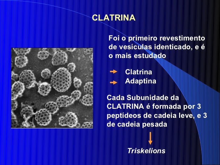 Qual Das Alternativas Indica Corretamente Os Compartimentos Celulares