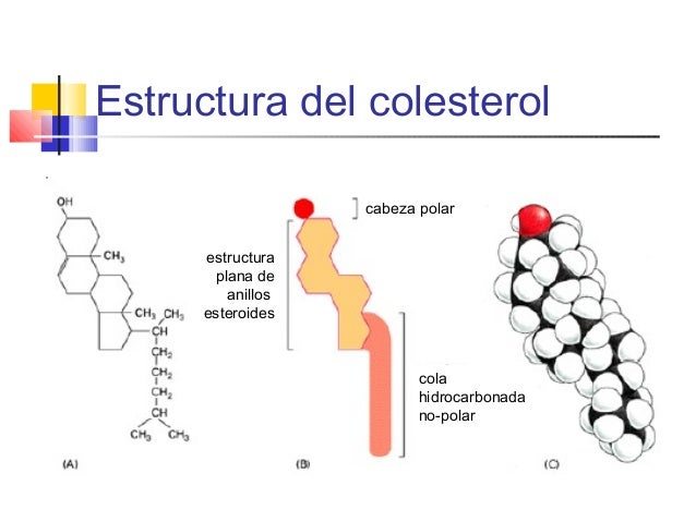 Funciones Del Colesterol En La Membrana Celular es.slideshare.net