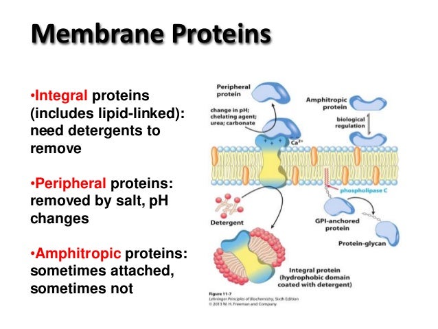 biological membrane integrity Mechanical analysis of hollow fiber membrane most important for maintaining hollow fiber membrane integrity ps membranes (both asymmetric) biological. biological membrane integrity Mechanical analysis of hollow fiber membrane most important for maintaining hollow fiber membrane integrity ps membranes (both asymmetric) biological.