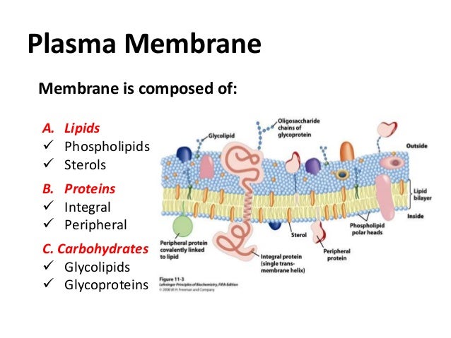 structure and properties of biological membranes essay Bilayer’structure’and’physical’proper8es important$components$of$biological$membranes$ figure 10-5 molecular biology of the cell (© garland science 2008. structure and properties of biological membranes essay Bilayer’structure’and’physical’proper8es important$components$of$biological$membranes$ figure 10-5 molecular biology of the cell (© garland science 2008.