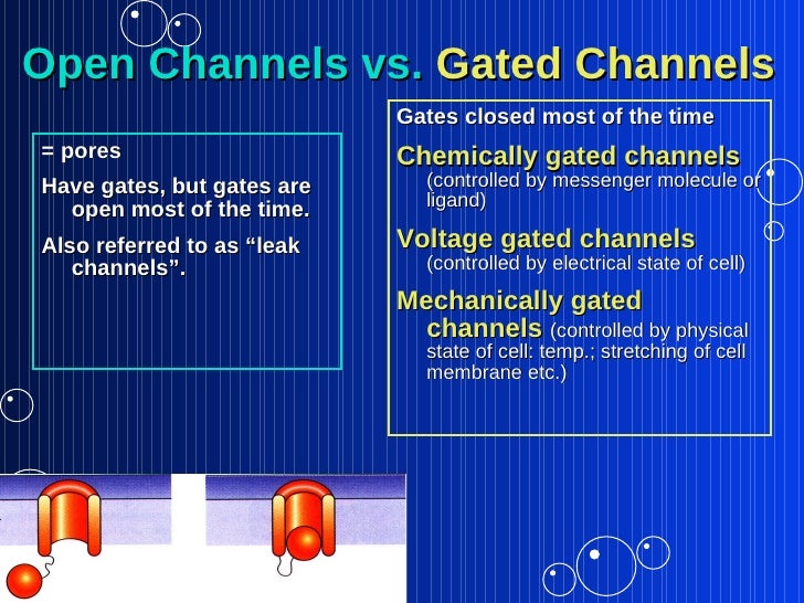 Membrane Dynamics1