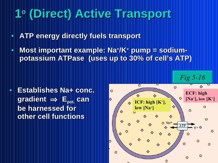 Membrane Dynamics1