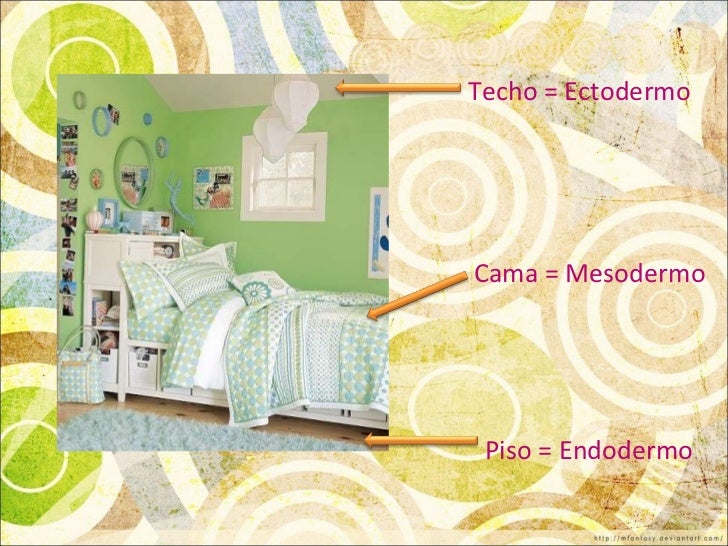 Techo = Ectodermo Cama = Mesodermo Piso = Endodermo