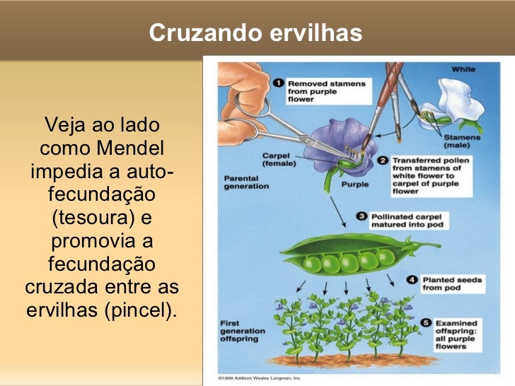 As flores viram frutos