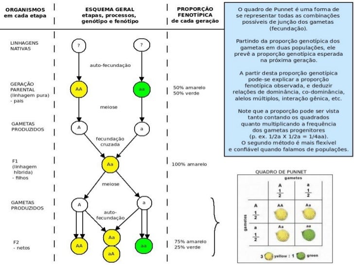 1a lei de Mendel <ul><li>O que há de curioso nestes resultados? </li></ul>