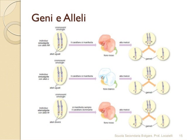 Insieme Di Alleli Che Determinano Un Carattere