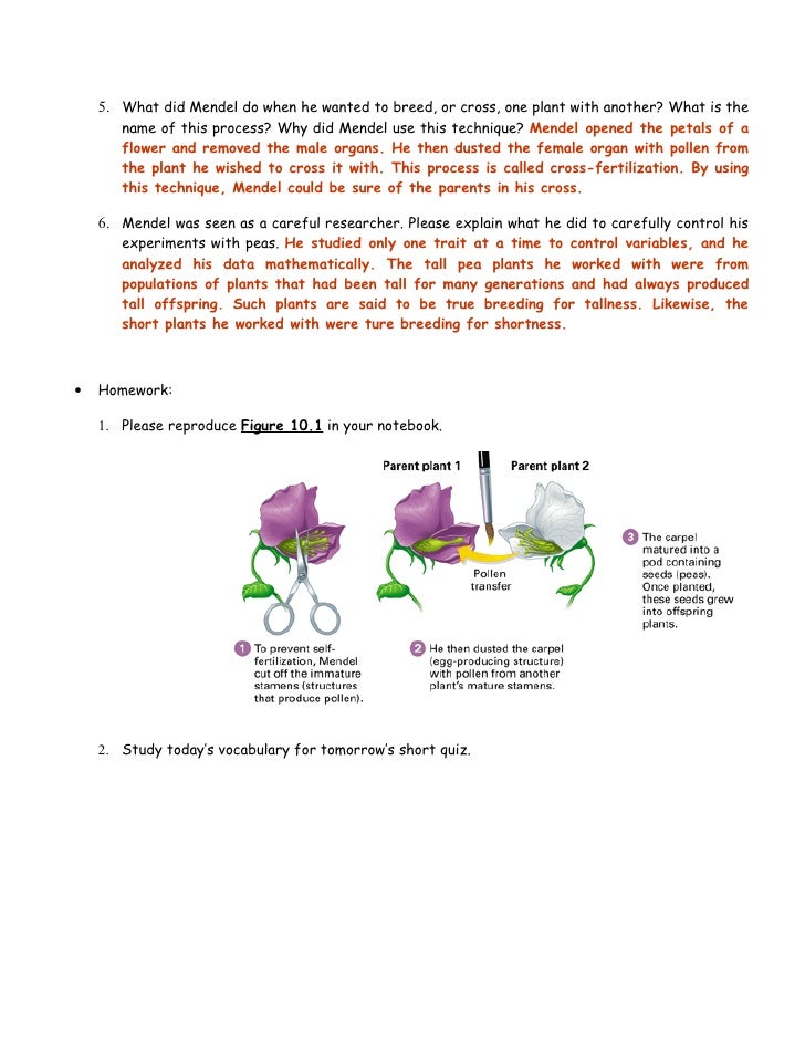 Mendel�s laws of heredity part 1 (pp.253254) answer key