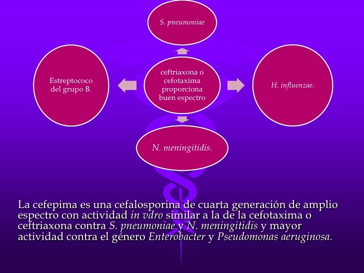 cadena epidemiologica bacteriana meningitis cadena epidemiologica bacteriana meningitis