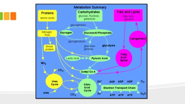 Pakan Kucing Menyusui