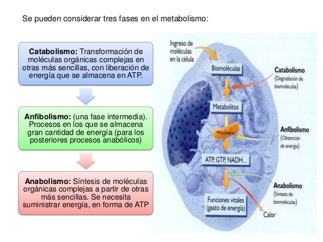 Metabolismo celular