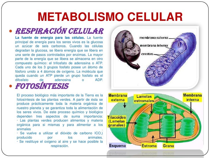 Metabolismo celular malena.cta