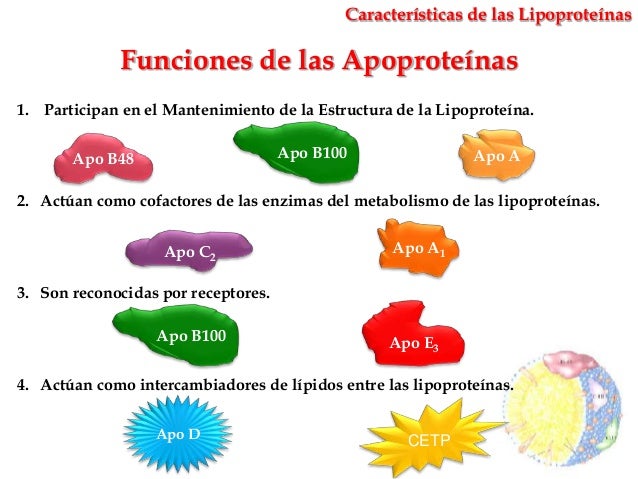 Sabrosos, necesarios y peligrosos lipidos xD Metabolismo-de-las-lipoproteinas-fabin-rodrguez-13-638