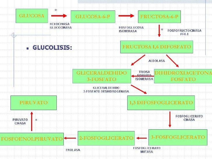 Metabolismo de los carbohidratos