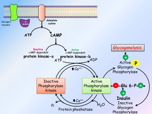 glucagon abnehmen