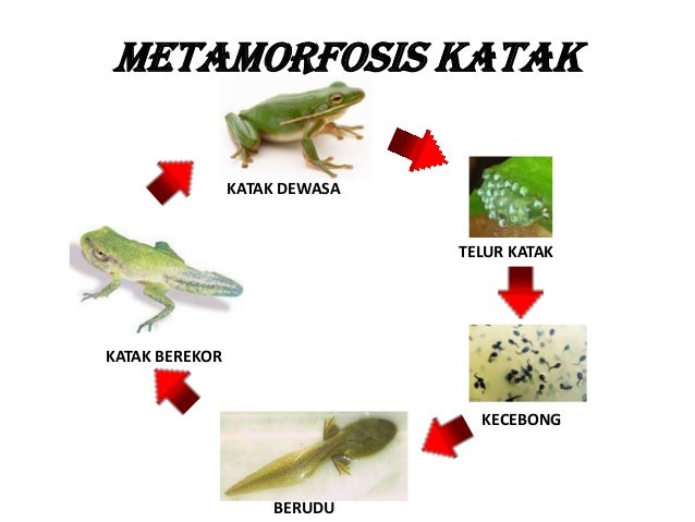 Metamorfosis katak