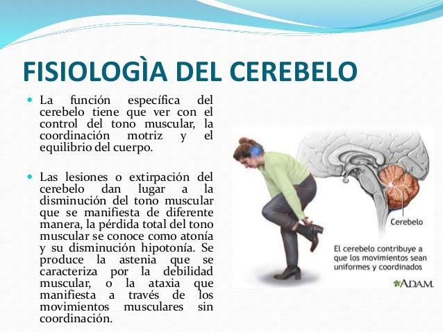 Metencefalo y Mielencefalo por Alexandra Tamami