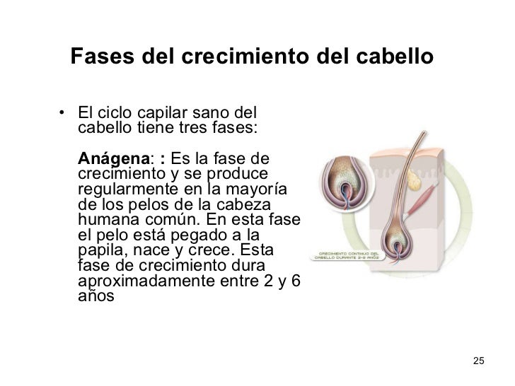El aceite el rectificador para los cabellos