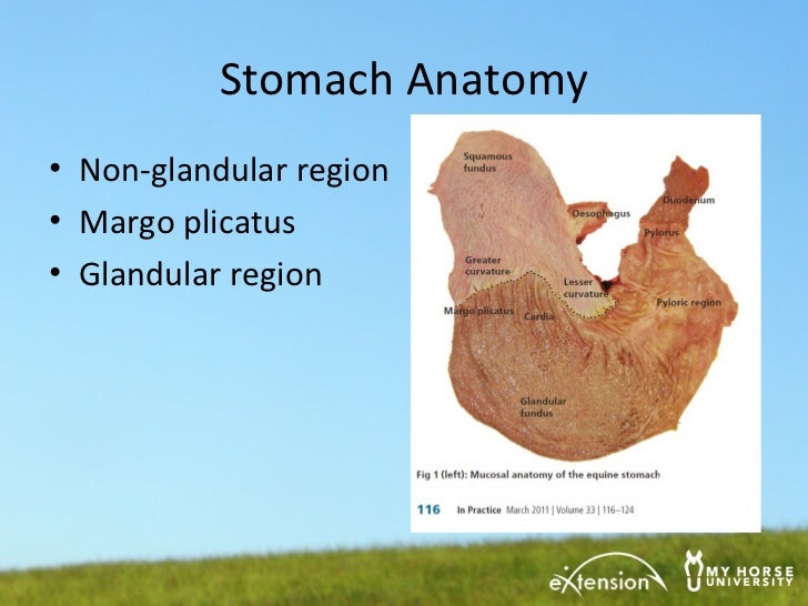 Gastric Ulcers How to Tell if Your Horse Has One, and What to Do if