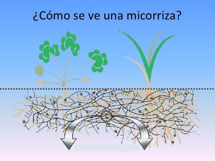 plantas son una alternativa para la nutrición de las plantas plantas son una alternativa para la nutrición de las plantas