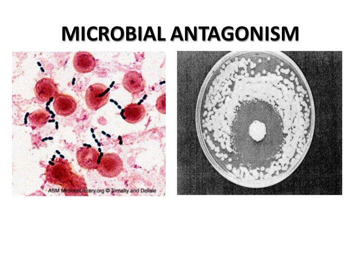 Microbial interactions