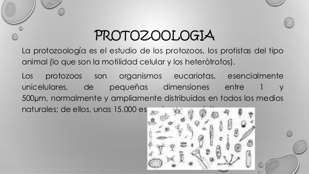 Campo De Estudio De La Protozoologia