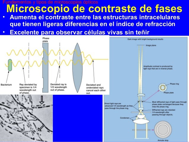 Maximos Aumentos Del Microscopio De Contraste De Fases