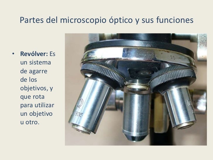 El Blog del Profe de Biolo Partes del Microscopio ptico y su funci n