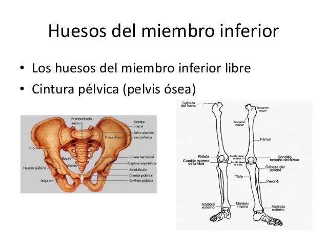 Como se librará de los complejos del pequeño miembro