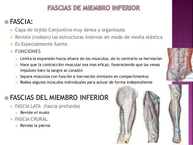 Como más aumentar la cabeza del miembro