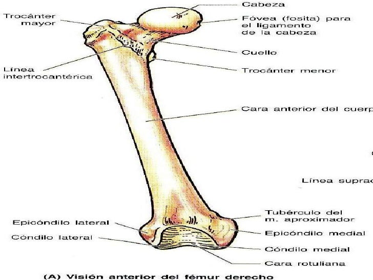 Miembro inf anatomia huesos