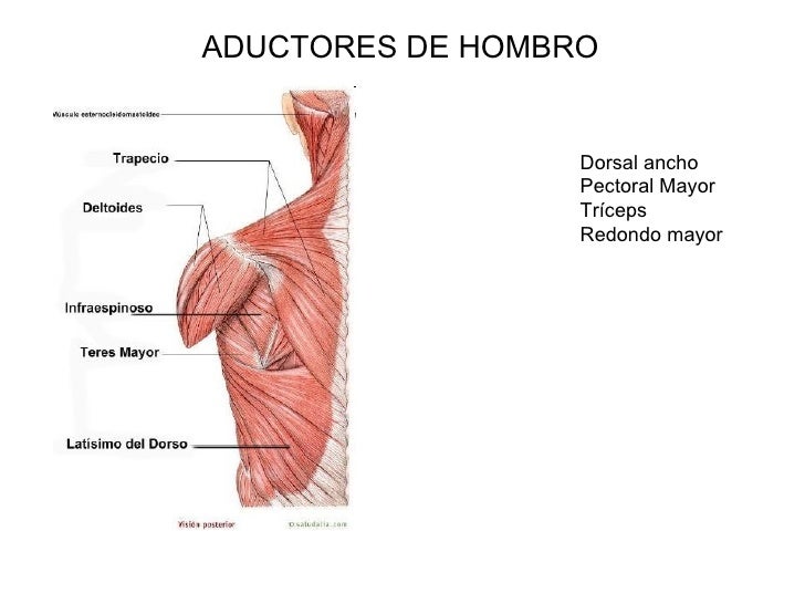 Musculos Que Hacen Aduccion De Hombro
