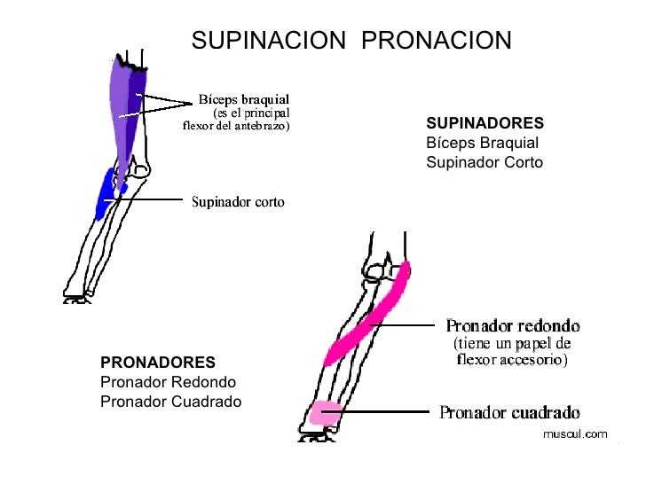 Miembro Superior