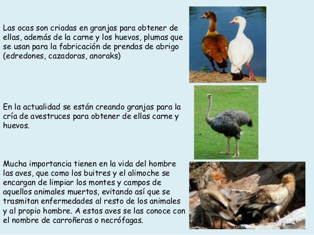Que hierba beber de los granos sobre la persona